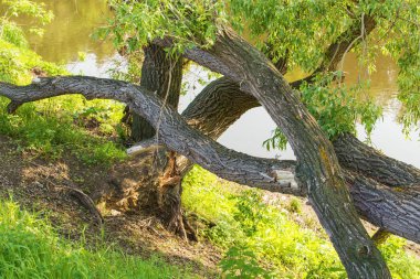 Eski bir kırık dal ile nehir banka