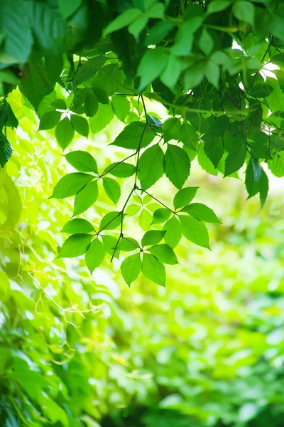 Folhas verdes na luz solar brilhante — Fotografia de Stock