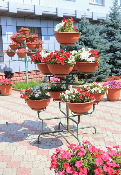 Flowers in metal cache-pots — Stock Photo, Image