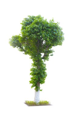 üzerinde beyaz izole ağaç kavak