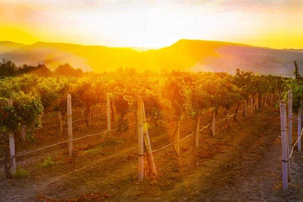 Viñedo al amanecer — Foto de Stock