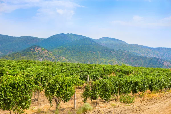 La Crimea el viñedo contra las montañas — Foto de Stock