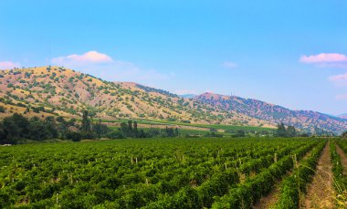 Crimea bağ karşı dağlar