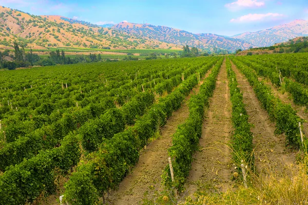 La vigna di Crimea contro montagne — Foto Stock