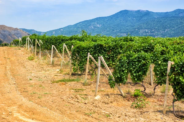 La Crimea el viñedo contra las montañas — Foto de Stock