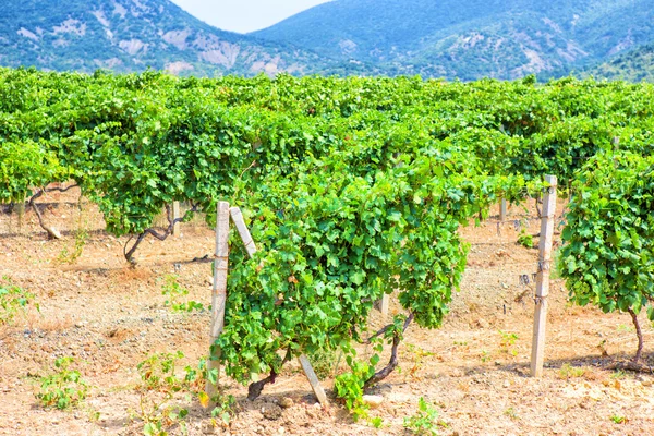 La Crimea el viñedo contra las montañas — Foto de Stock