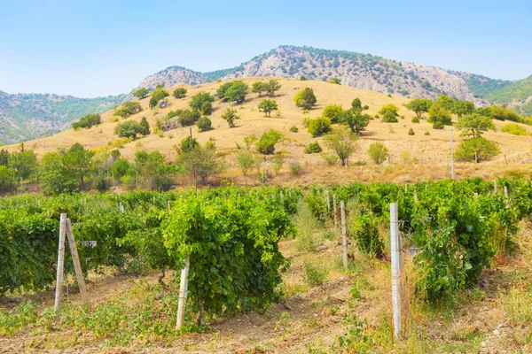 Крымский виноградник против гор — стоковое фото