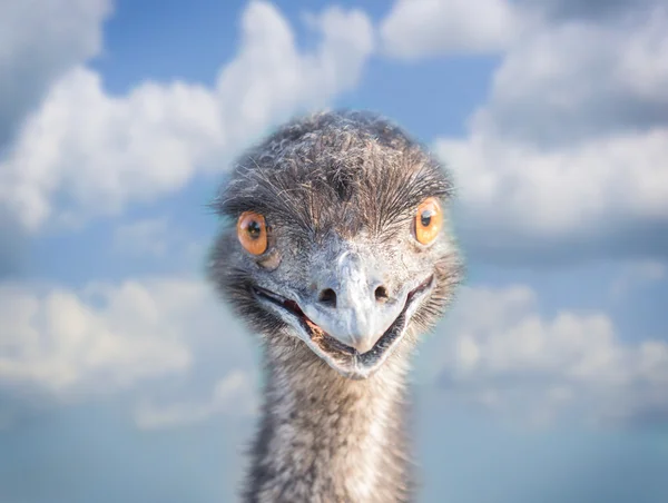 Kopf eines Emu — Stockfoto