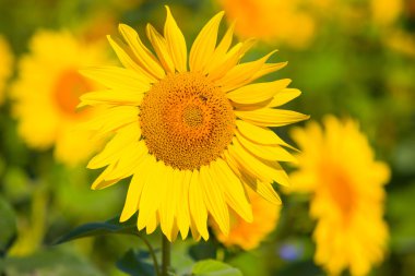 Arı ile ayçiçeği