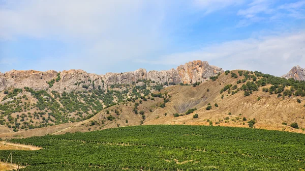 Crimea vineyard against mountains — Stock Photo, Image