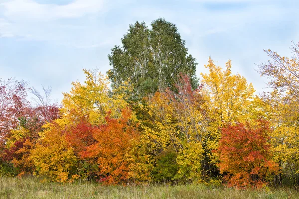 Kleur herfst bomen — Stockfoto