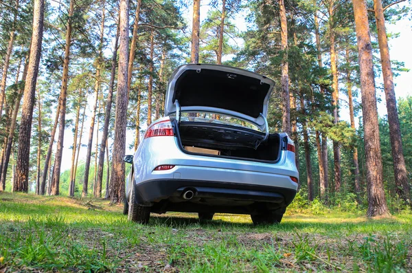 Car in the pine wood — Stock Photo, Image