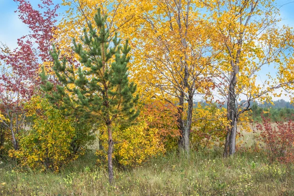 Kleur herfst bomen en lucht — Stockfoto
