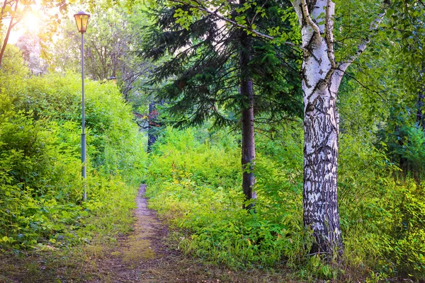 Sendero con una lámpara en el hermoso bosque — Foto de Stock
