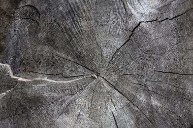 ağaç gövdesi kaba kesim