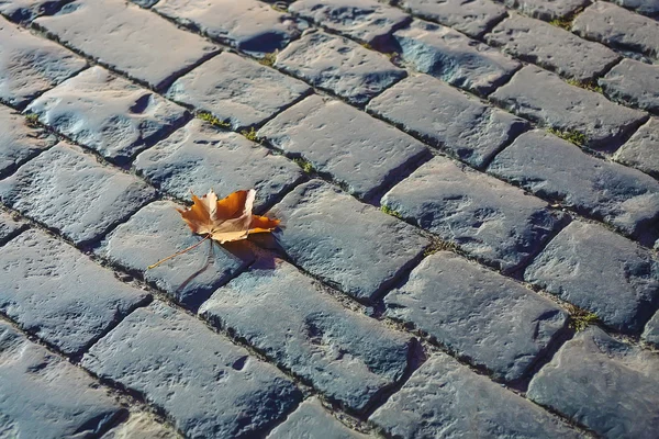 Осенний кленовый лист на каменном покрытии — стоковое фото
