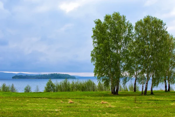 Береза на березі річки — стокове фото