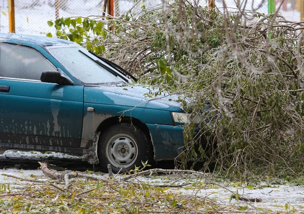 Sommet de l'arbre qui est tombé à la voiture en hiver — Photo