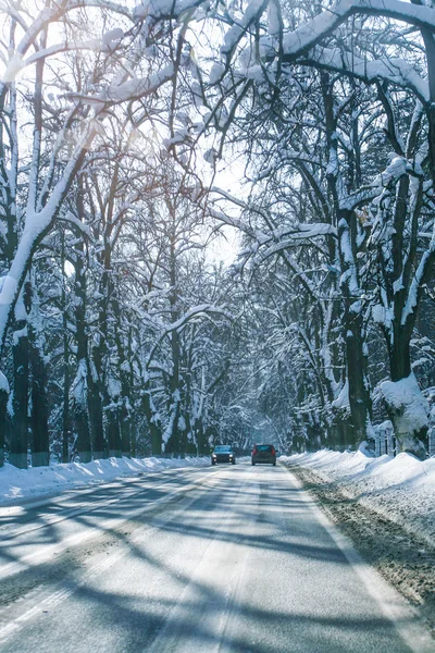 Camino de invierno con árboles —  Fotos de Stock