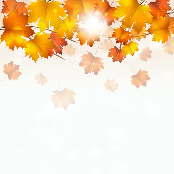 Folhas amarelas de outono no fundo branco — Fotografia de Stock
