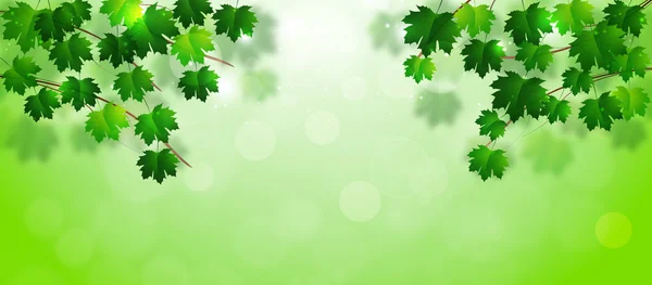 Spring Leaves Banner — Stock Photo, Image