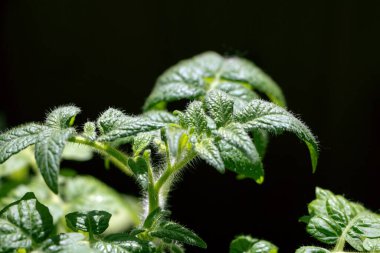Koyu arkaplanda yeşil domates fideleri