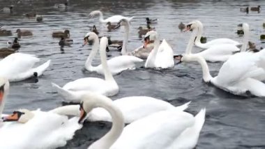 Beyaz kuğular sonbahar havuzunda ördeklerle yüzerler.