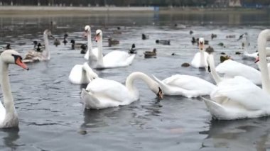 Beyaz kuğular sonbahar havuzunda ördeklerle yüzerler.