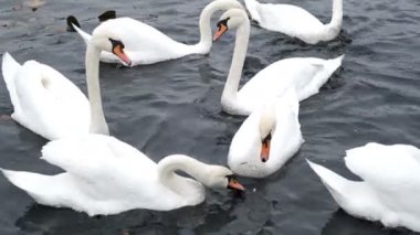 Beyaz kuğular sonbahar havuzunda yüzerler.