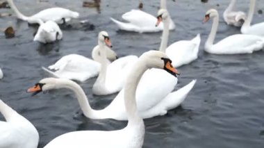 Beyaz kuğular sonbahar havuzunda yüzerler.