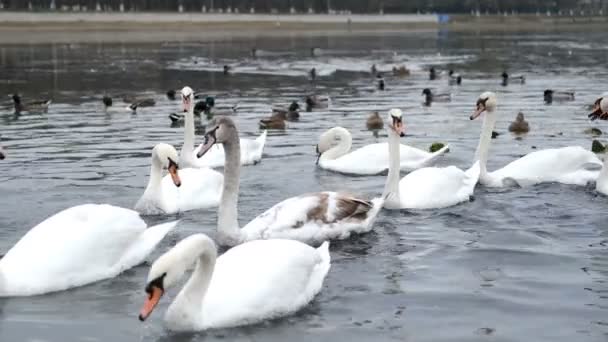 Белые Лебеди Плавают Осеннем Пруду Утками — стоковое видео