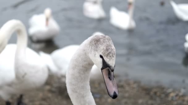 Cisnes Blancos Nadan Estanque Otoño — Vídeos de Stock