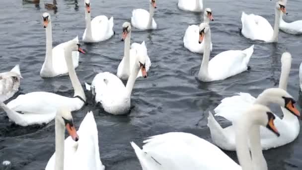 White Swans Swim Autumn Pond — Stock Video