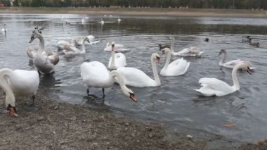 Ördekler ve kuğular gölde yüzer, ağır çekimde.