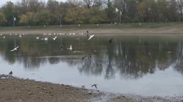 Taubenschwarm Fliegt Über Einen Teich Zeitlupe — Stockvideo