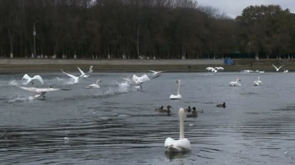 Зграя Лебедів Летить Низько Над Водою Повільний Рух — стокове відео