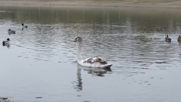 Серый Молодой Лебедь Плавает Пруду — стоковое видео