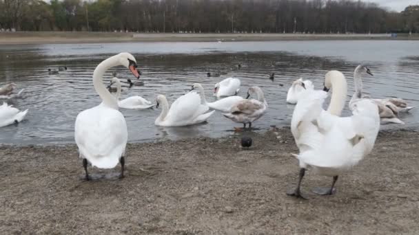 貯水池の岸に白い白鳥の尾を振ってゆっくりとした動き — ストック動画
