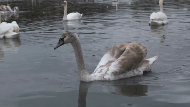 Mladá Labuť Plave Před Kamerou Zpomaluje — Stock video