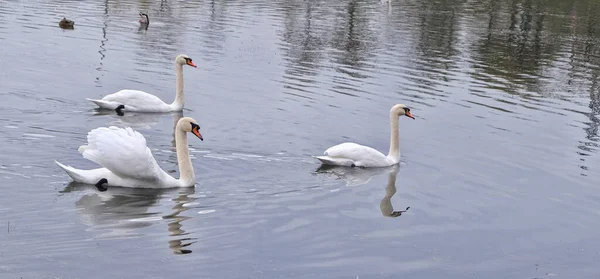 Three White Swans Swim Small Autumn Pond — Stock Photo, Image