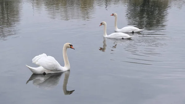 Three White Swans Swim Small Autumn Pond — Stock Photo, Image