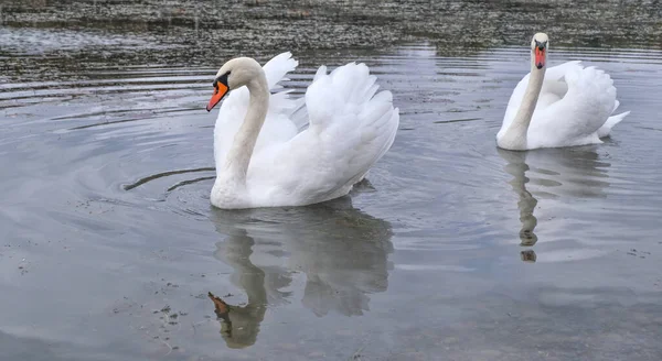 Two Graceful White Swans Swim Small Autumn Pond — Stock Photo, Image