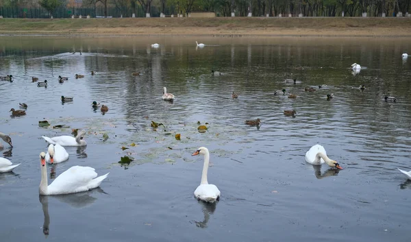 White Swans Ducks Swim Small Pond Autumn — Stock Photo, Image