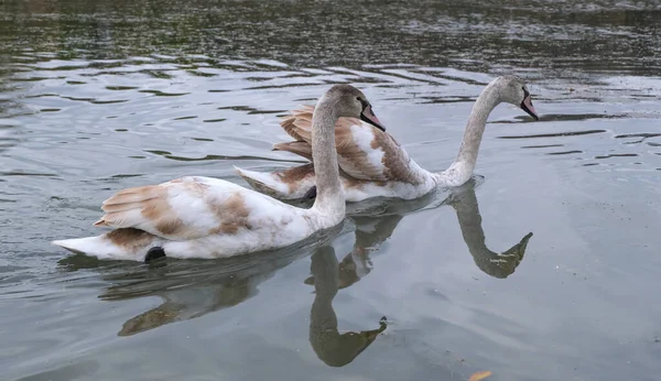 Two Graceful Young Swans Swim Small Autumn Pond — Stock Photo, Image