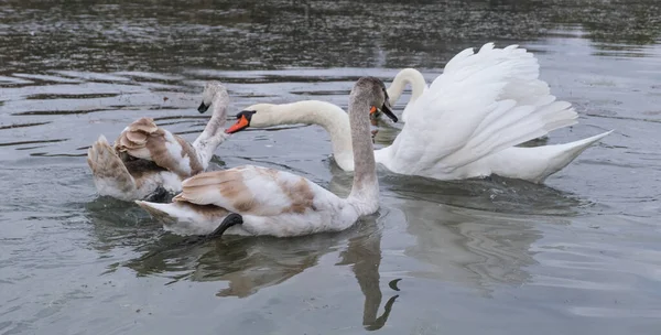 Adult Swan Pinches Young Swan Neck Small Autumn Pond — Stock Photo, Image