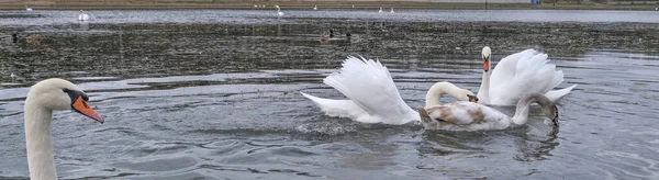 Лебеди Плавают Маленьком Осеннем Пруду Панорамное Фото — стоковое фото