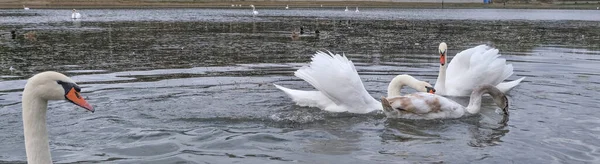 Swans Swimming Small Autumn Pond Panoramic Photo — Stock Photo, Image