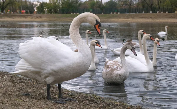 Large Swan Posing Backdrop Pond Other Swans — Stock Photo, Image