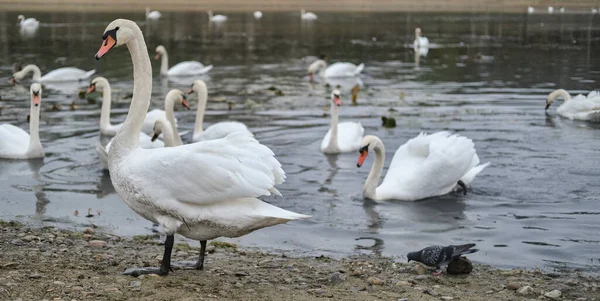 Large Swan Posing Backdrop Pond Other Swans — Stock Photo, Image