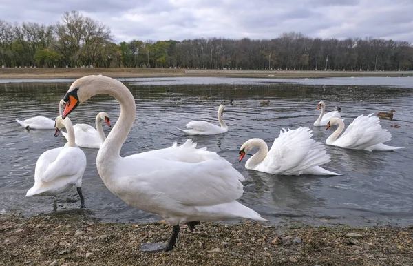 Large Swan Posing Backdrop Pond Other Swans — Stock Photo, Image